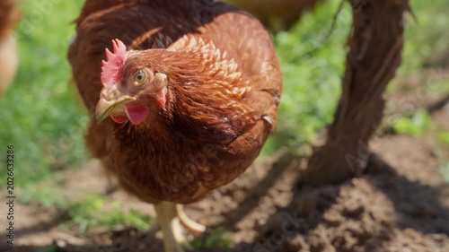 Brown hen pecking soil near tree trunk