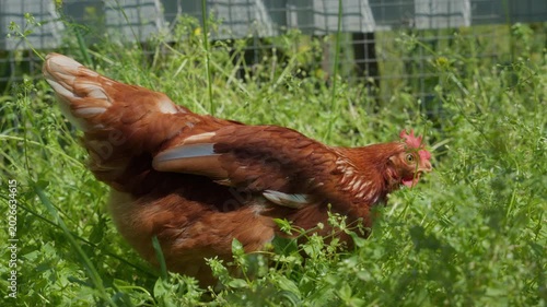 Brown hen grazing in tall green grass