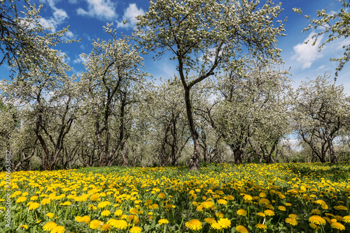 Blossoming apple trees and a field of blooming dandelions in the old apple orchard  Museum-Reserve, Kolomenskoye, Moscow, Russia.