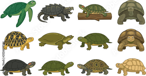 Schilderij op canvas Turtle and Tortoise Collection Vector Illustration Featuring Sea Turtles Freshwa