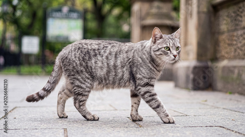 Schilderij op canvas Sleek grey tabby cat confidently walking along a textured cobblestone path next to a historical building