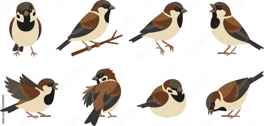 Fototapeta premium Sparrow Bird Vector Illustration Collection Featuring Perching Standing Singing and Feeding Small Songbirds for Wildlife Nature Forest and Garden Design Projects
