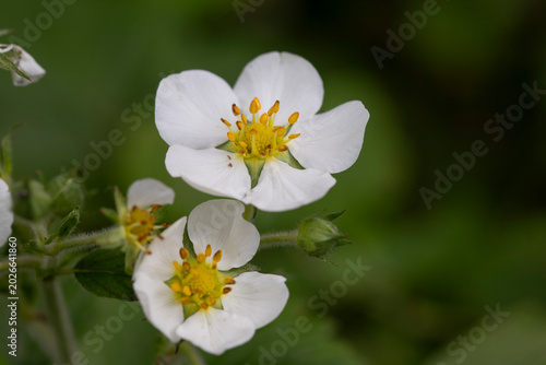 Strawberry Blooming Flower