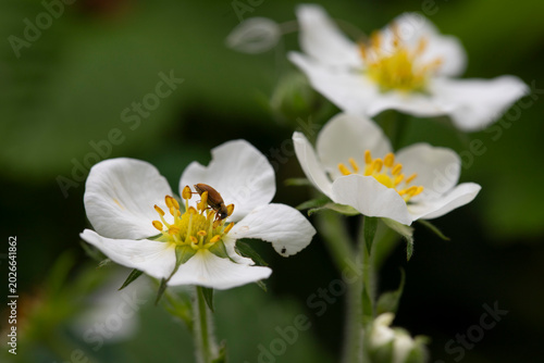 Strawberry Blooming Flower
