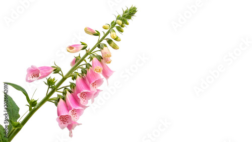 Tableau sur toile A branch of beautiful blooming pink foxglove digitalis flowers floral nature bot