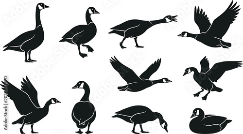 Foto Canada Goose Silhouette Vector Collection Featuring Flying Standing Walking Swim