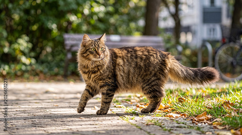 Fotografija Elegant long-haired domestic tabby cat, possibly a Maine Coon, walking on a paved autumn path, bathed in warm sunlight