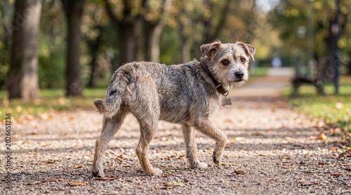 Quadro su tela Playful mixed-breed dog, with scruffy fur and a collar, walking on a sunlit gravel path in an autumn park