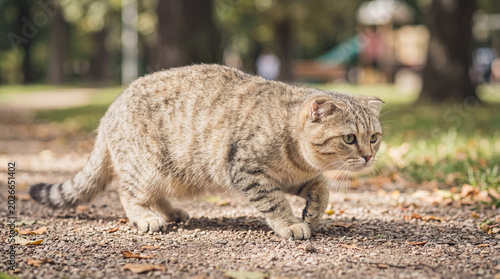 Photography A focused Scottish Fold tabby cat stalks stealthily on a gravel path, its ears folded and eyes fixed on prey
