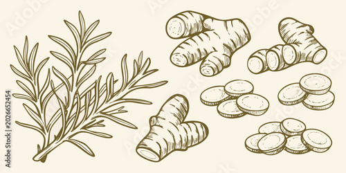 Ginger root and rosemary sprig hand drawn botanical illustration