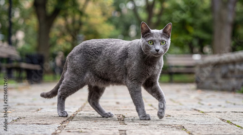 Fotografia A sleek Russian Blue cat with piercing green eyes confidently walking on a stone path in a tranquil autumn park