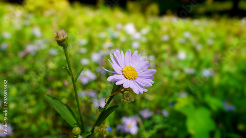 Tableau sur toile Vibrant Aster Koraiensis Wildflower Native to Korea