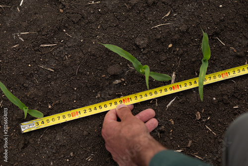 Fotografie Close-up agricultural photo showing a farmer measuring the distance between young corn plants with a tape measure in fertile soil