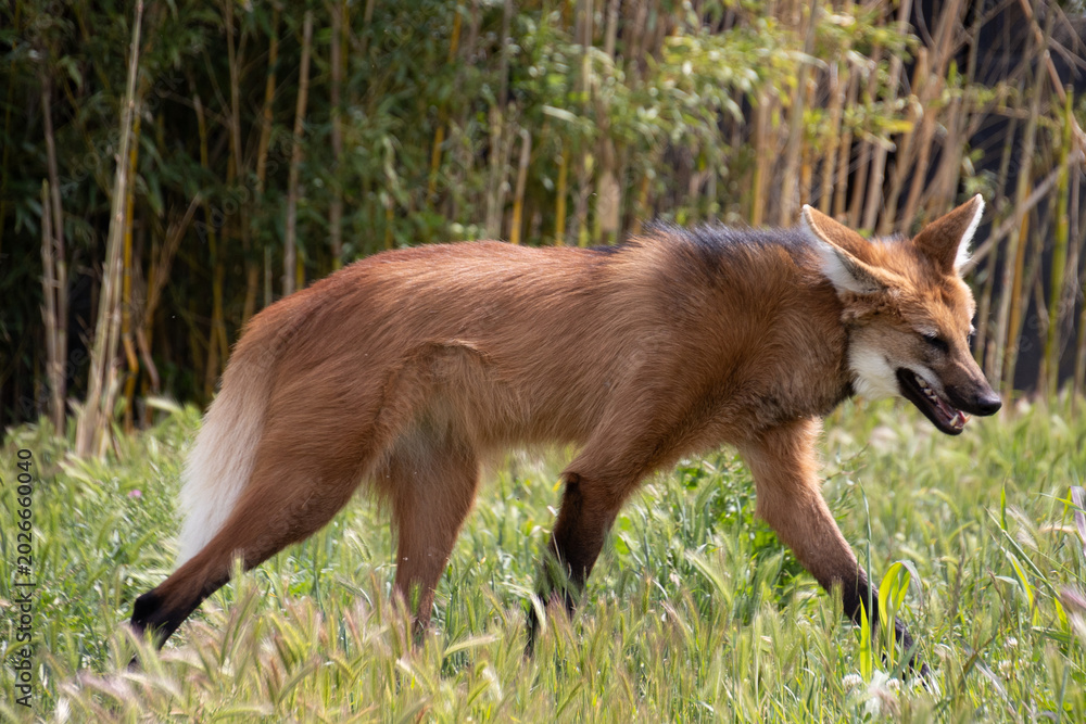 Fototapeta premium Loup à crinière, gros plan, dans un parc