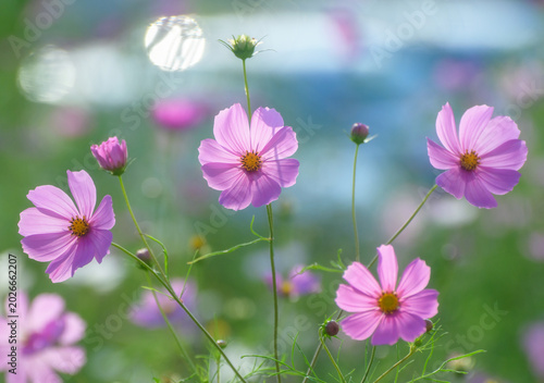 Beautiful cosmos flowers blooming in soft natural light.
