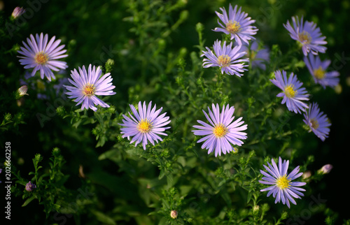 Delicate purple flowers growing amidst lush green foliage.