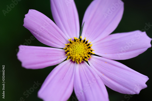 Delicate pink flower with vibrant yellow center.