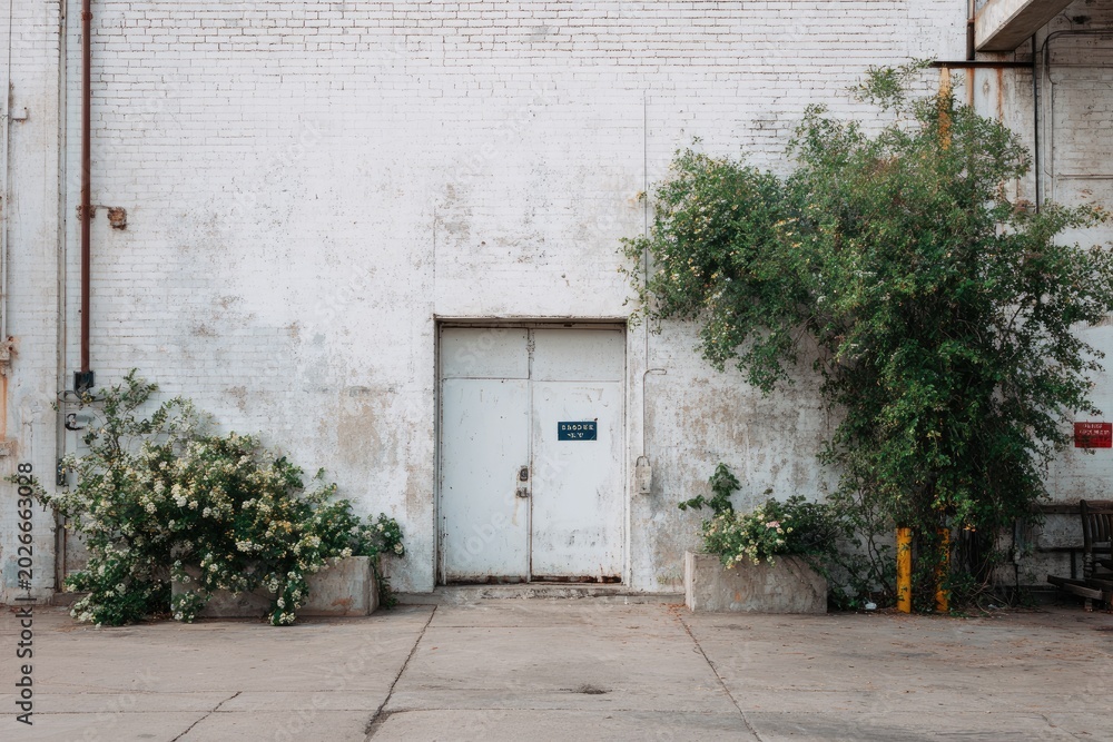 Fototapeta premium A weathered white industrial building door with overgrown plants