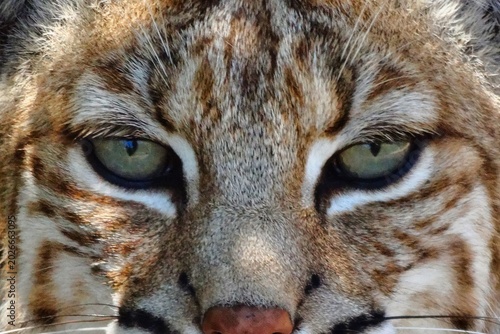 Obraz na płótnie Extreme close-up portrait of a Bobcat with piercing green eyes and detailed fur texture, captured head-on in natural light, emphasizing intensity, symmetry, and predator focus