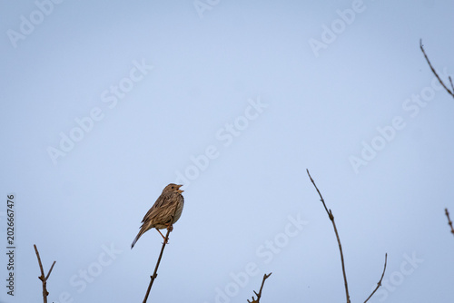 Corn Bunting Singing on Branch – Native Songbird in Natural Habitat (Emberiza calandra)