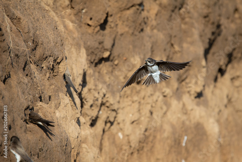 Sand Martin Approaching Nesting Wall in Flight – Dynamic Wildlife Scene (Riparia riparia)