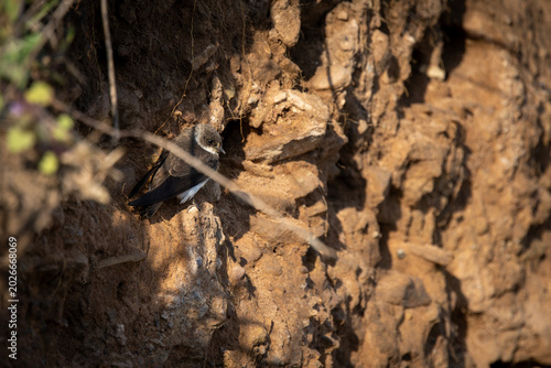 Bild auf Leinwand Sand Martin Perched at Nesting Wall – Bird at Breeding Site (Riparia riparia)