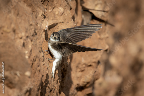 Sand Martin Perched at Nesting Wall – Bird at Breeding Site (Riparia riparia)