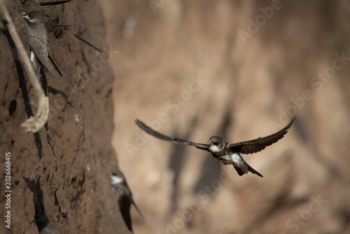Sand Martin Approaching Nesting Wall in Flight – Dynamic Wildlife Scene (Riparia riparia)