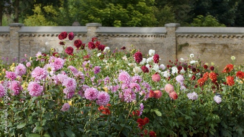 Foto Vibrant Pink and Red Dahlias Blooming Before a Stone Garden Wall