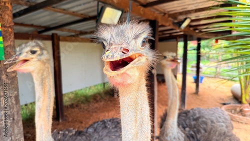 Ostriches are raised for agricultural purposes in Thailand.