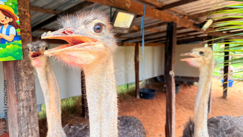 Ostriches are raised for agricultural purposes in Thailand.