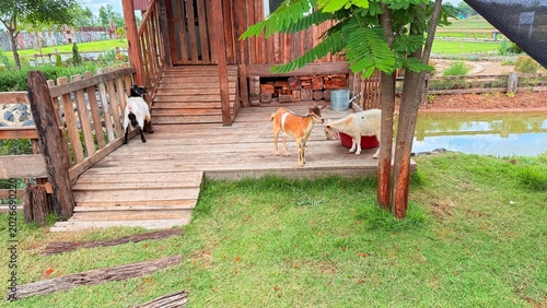 Goats and sheep at the breeding facility.	
