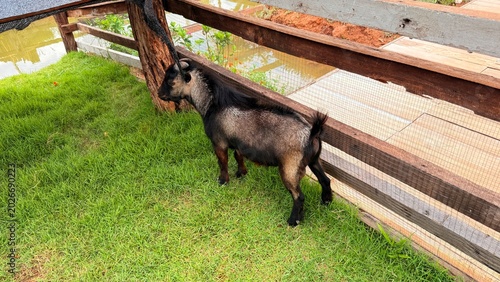 Goats and sheep at the breeding facility.	
