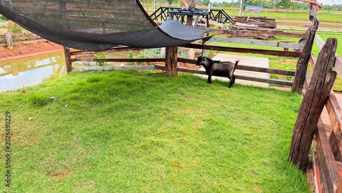 Goats and sheep at the breeding facility.	
