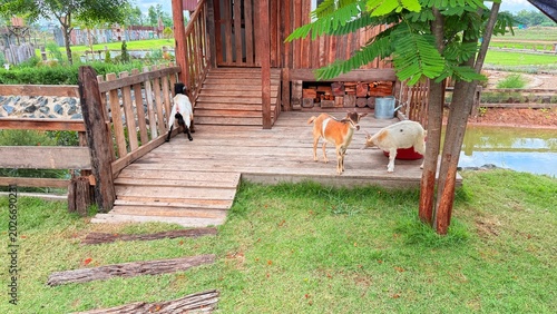 Goats and sheep at the breeding facility.	
