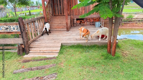Goats and sheep at the breeding facility.	
