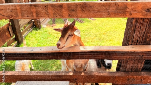 Goats and sheep at the breeding facility.	
