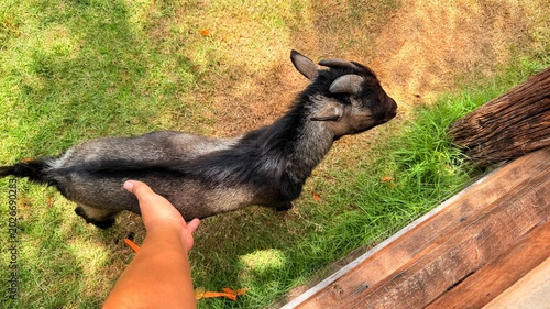 Goats and sheep at the breeding facility.	
