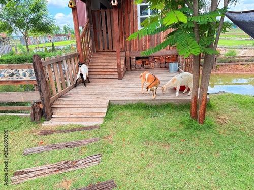 Goats and sheep at the breeding facility.	
