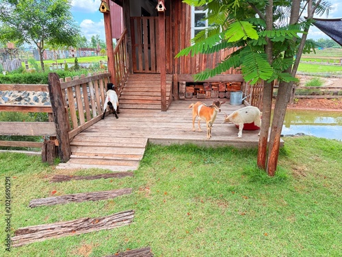 Goats and sheep at the breeding facility.	
