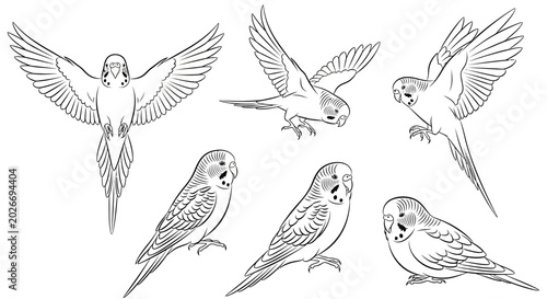 Budgerigar parrot set in various poses, hand drawn black and white vector