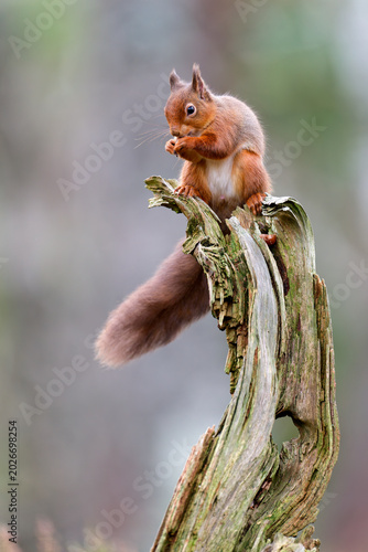 Red squirrel (Sciurus vulgaris) feeding on old tree stump, Cairngorms National Park, Highlands, Scotland, UK. October. 
