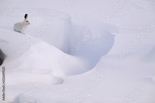 Mountain hare (Lepus timidus) in winter coat, on snow, Gran Paradiso National Park, Aosta valley, Alps, Italy. November. 