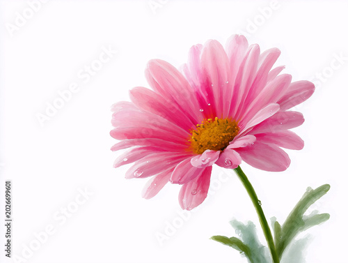 Single pink daisy flower with water droplets on its petals, isolated on a clean white background. AI generated