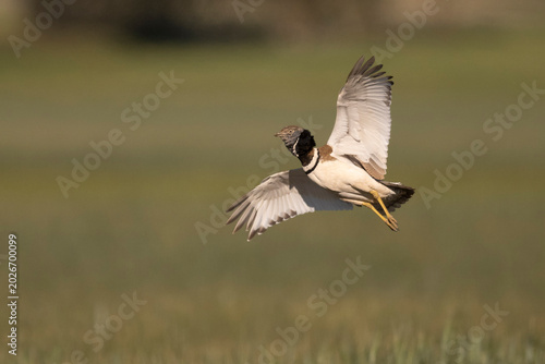 Little bustard (Tetrax tetrax) male in flight, Catalonia, Spain. April. 