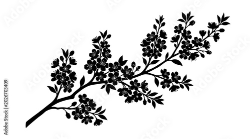 Cherry blossom branch silhouette on white background