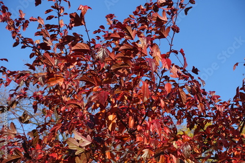 Фотография Colorful autumnal foliage of Malus toringo Scarlett in October