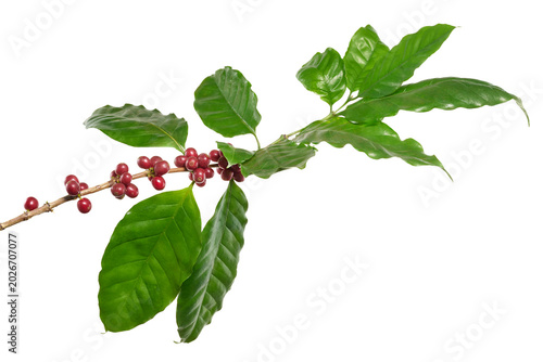 Billede på lærred Ripe red coffee cherries on Coffea arabica branch with green leaves isolated on transparent background with clipping path