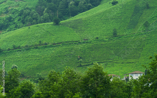 Traditional houses and tea terraces on the Black Sea coast, Rize city, Türkiye
