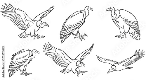 Vulture Bird Set in Multiple Poses, Hand-Drawn Black and White Illustration